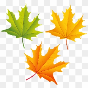 Maple Leaf Clipart Autumn Leaves - Fall Leaves Free Clip Art, HD Png Download - fig leaf png