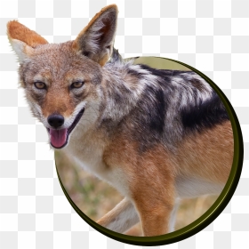 Fantastic Facts About Jackals - Portable Network Graphics, HD Png Download - jackal png