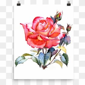 Bright And Floral Rose Watercolour Print Matte Poster - Rose Watercolour, HD Png Download - watercolor roses png