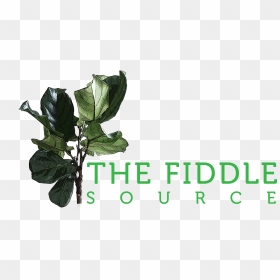 The Fiddle Source - Stor Grön Växt Inomhus, HD Png Download - fig leaf png