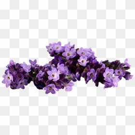 Artificial Flower, HD Png Download - lavender plant png