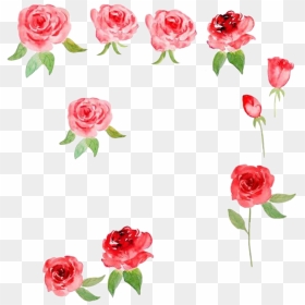 Garden Roses, HD Png Download - watercolor roses png