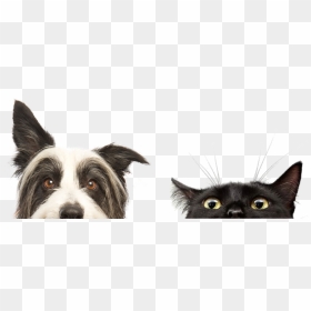 Perros Y Gatos Png , Png Download, Transparent Png - gatos png