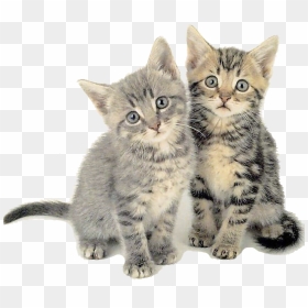 Cat, HD Png Download - gatos png