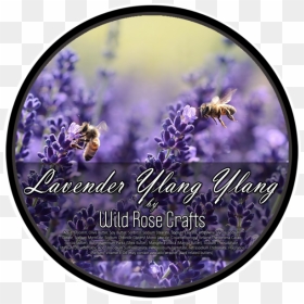 Bee On Lavender Flower , Png Download - Byliny Miododajne, Transparent Png - lavender plant png