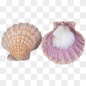 4 Lion"s Paw Seashells 4-5" - Scallop Shell, HD Png Download - lion paw png