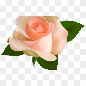 Peach Rose Clipart Image Royalty Free Download Peach - Peach Rose Png Transparent, Png Download - watercolor roses png