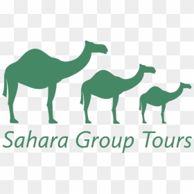 Sahara Group Tours - Arabian Camel, HD Png Download - sand dunes png