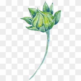Green Watercolor Plant Cartoon Transparent - Watercolor Plant Transparent, HD Png Download - plant cartoon png
