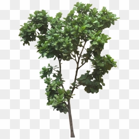 Ficus Lyrata Tree Png, Transparent Png - fig leaf png