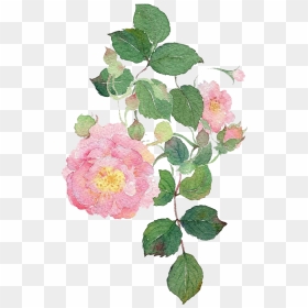 Dog Rose Flower Watercolour, HD Png Download - watercolor roses png