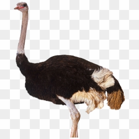 Ostrich Png Clipart - Ostrich Png, Transparent Png - feather clipart png