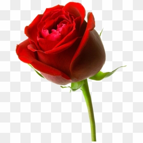 Download Mawar Merah Clipart - Red Rose Png, Transparent Png - bunga png