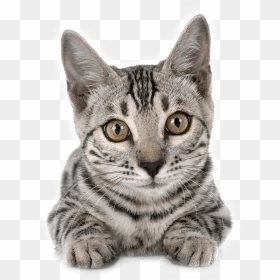 Gato Sin Fondo Png, Transparent Png - gatos png