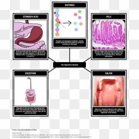 Digestive System Vocabulary"   Style="max-width - Sindirim Sistemi Tanıtım Kartları, HD Png Download - saliva png