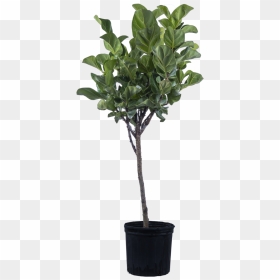 Ficus Lyrata Bambino - 10 Ficus Benjamina, HD Png Download - fig leaf png