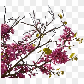 Plants Sidebar Png, Transparent Png - bunga png