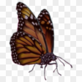 Join The Cali Roots Email List Monarch Butterfly- - Monarch Butterfly, HD Png Download - borboleta png
