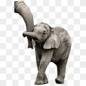 Transparent Elefante Png - Floppy Ears Real Baby Elephant, Png Download - elefante png