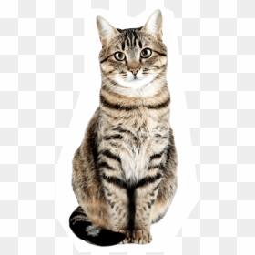 Stock Photo Of Cat, HD Png Download - gatos png