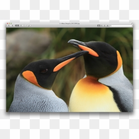 King Penguin, HD Png Download - emperor penguin png