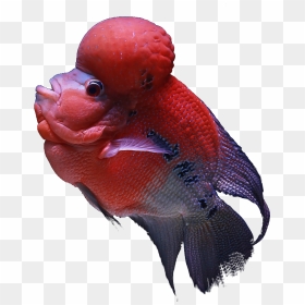 8 Png - Aquarium Tropical Koi Fish, Transparent Png - aquarium png