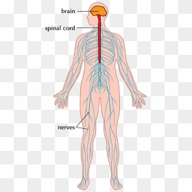 Nervous System, HD Png Download - nervous system png