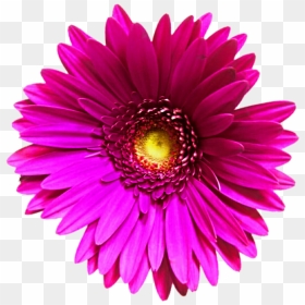 Thumb Image - Transvaal Daisy, HD Png Download - pink daisy png