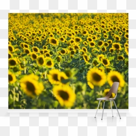 Sunflower Field Wallpaper Png - Sunflower, Transparent Png - mural png
