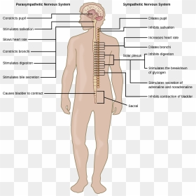 Illustration Shows The Effects Of The Sympathetic And - Sympathetic Nervous System On Body, HD Png Download - nervous system png