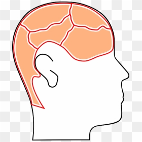 Head, People, Person, Human, Cartoon, Brain, Parts - Cognition, HD Png Download - brain cartoon png