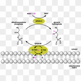 Gpdh Shuttle - Glycerol 3 Phosphate Dehydrogenase Reaction, HD Png Download - shuttle png