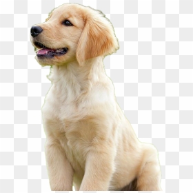 Golden Retriever Puppy Png Download Image - Golden Retriever Puppies Png, Transparent Png - golden retriever puppy png