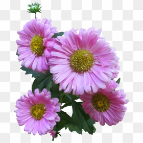 Clip Art, HD Png Download - pink daisy png