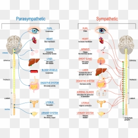 Sympathetic And Parasympathetic Nervous System, HD Png Download - nervous system png