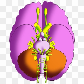 Ch13 Brain Inferior - Illustration, HD Png Download - brain cartoon png