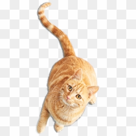 Gata Inicio 600 - Gatos Png, Transparent Png - gatos png