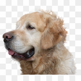 Stop Dog Hair Fall, HD Png Download - golden retriever puppy png