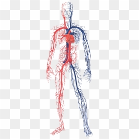Human Circulatory System Png, Transparent Png - nervous system png