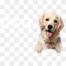 Dog Delights Background Register Pet - Transparent Background Puppy Png, Png Download - golden retriever puppy png