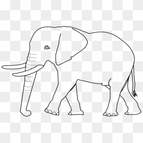 Indian Elephant, HD Png Download - elefante png