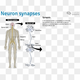 Slide - Skeleton, HD Png Download - nervous system png