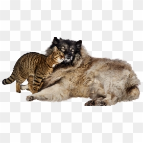 Perros Y Gatos China - World Kindness Day Cat, HD Png Download - gatos png
