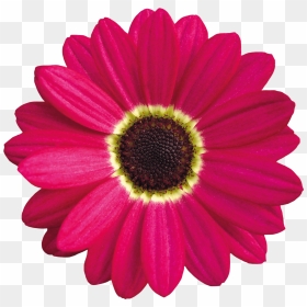 Pink Daisy Clipart Images Gallery For Free Myreal - Daisy Flower Vector, HD Png Download - pink daisy png