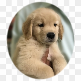 Caribbean Golden Retriever Puppy - Companion Dog, HD Png Download - golden retriever puppy png