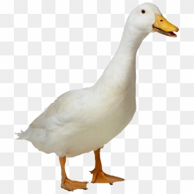 Duck And Duckling Png - Duck Png, Transparent Png - duckling png