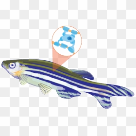 04 25 19 Hs Zebra Fish A Chen - Invertebrate, HD Png Download - nervous system png