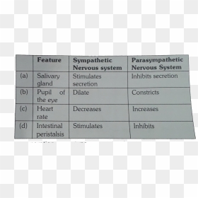 Number, HD Png Download - nervous system png