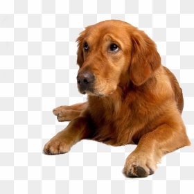 Golden Retriever Puppy Labrador, HD Png Download - golden retriever puppy png