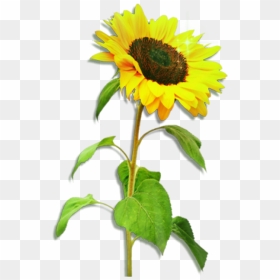 Transparent Sunlight Effect Png - One Sunflower, Png Download - sunlight effect png